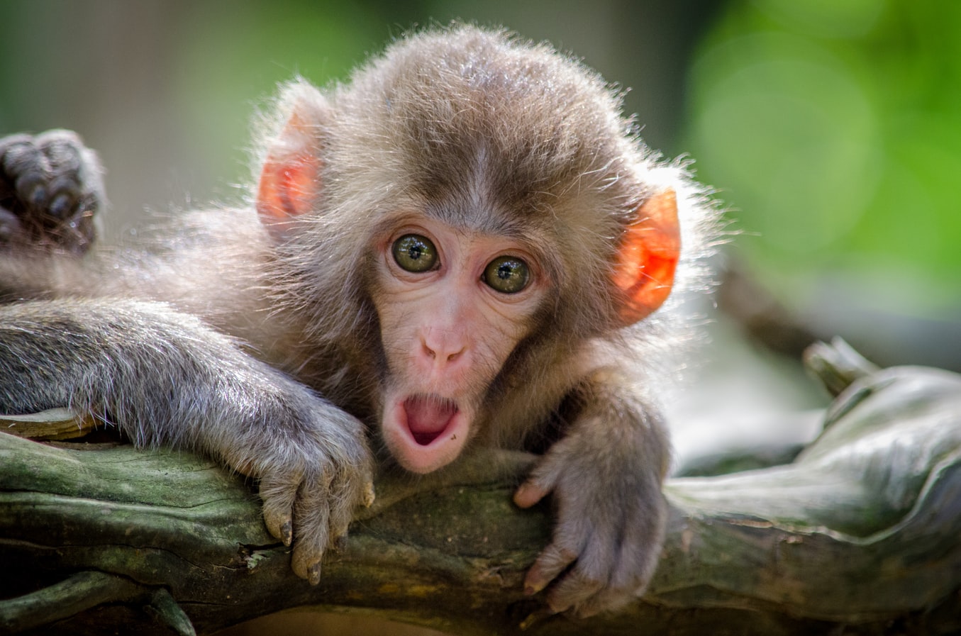Ein Affe mit einem überraschtem blick